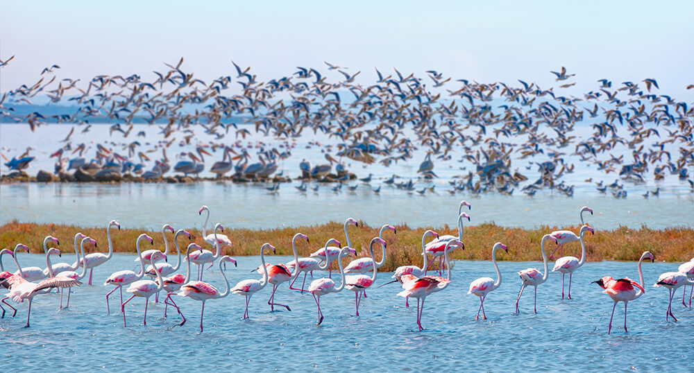 Balıkesir YDS Kursu